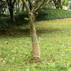 vidaXL Rotolo in Iuta 100% Naturale 0,25x5 m Naturale