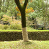 vidaXL 100% Jute Roll 200 gsm 1x25 m Natural