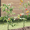 vidaXL Soportes en espiral para plantas de acero galvanizado 170 cm (50 piezas) - Image 36 of 40