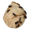 Insecticida Massó Avispas 750 ml - Image 4 of 4