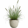 Maceta Elho Beige 30 x 29,5 x 25 cm - Image 2 of 5