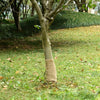 vidaXL Rotolo in Iuta 0,25x10 m 100% Iuta 200 gsm - Image 1 of 42