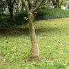vidaXL Rotolo in Iuta 100% Naturale 0,25x5 m Naturale - Image 3 of 28