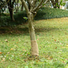 vidaXL Rotolo in Iuta 0,25x50 m 100% Iuta 200 gsm - Image 1 of 7