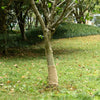 vidaXL Rotolo in Iuta 0,25x10 m 100% Iuta 200 gsm - Image 6 of 42